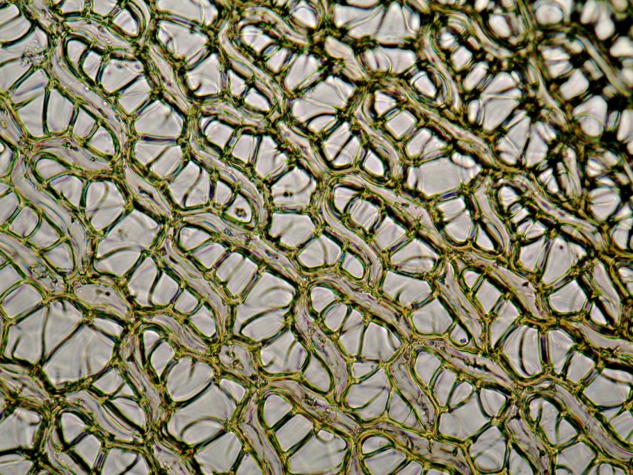 Ткань кордон 500