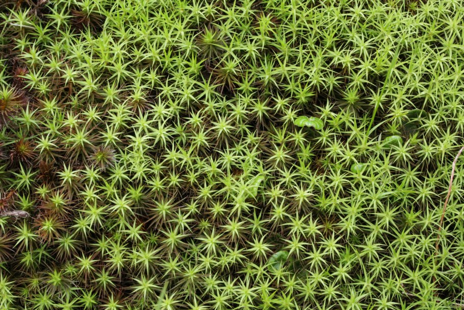 Высшие споровые растения - Таксон