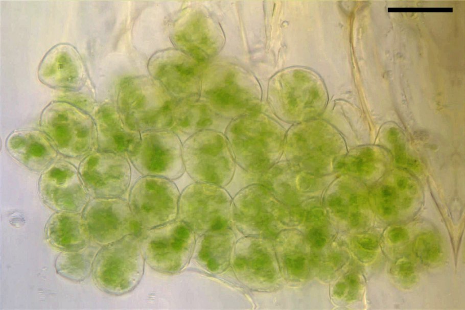 Торфяной мох сфагнум