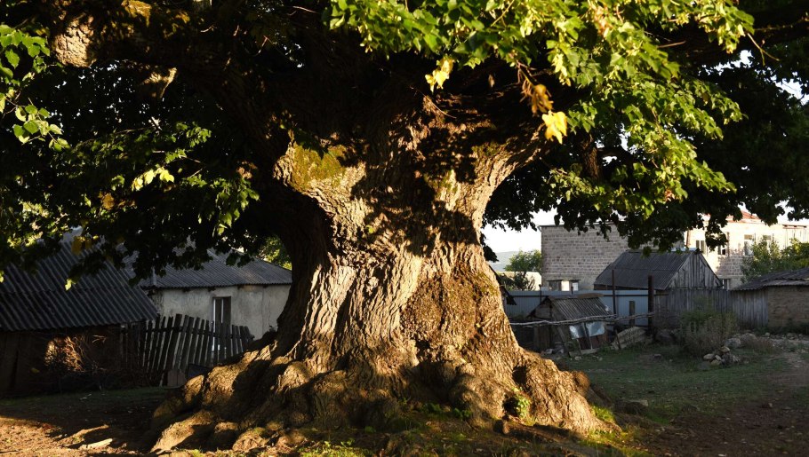 Орландо big three парк дерево