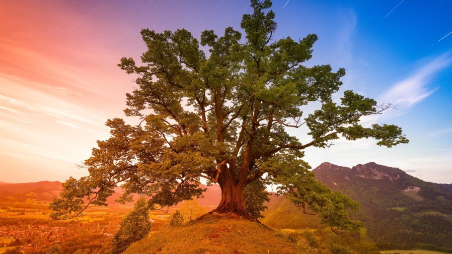 Парк Секвойя Калифорния