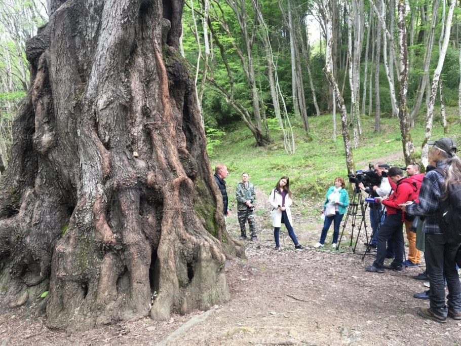 Баргузинский кедр исполины