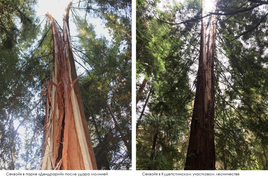 Кедр Гималайский дерево