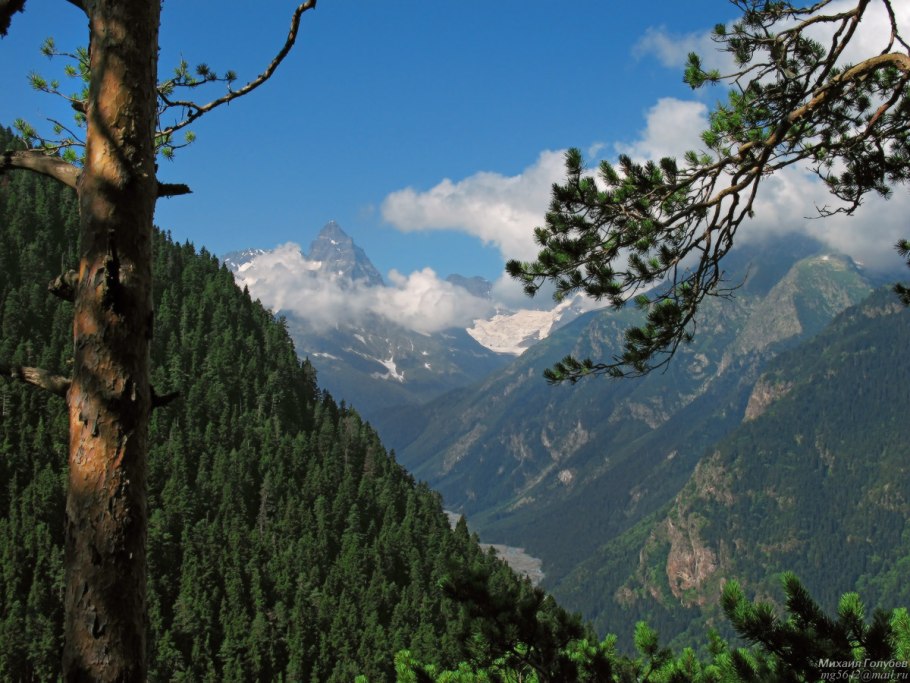 Табебуйя дерево