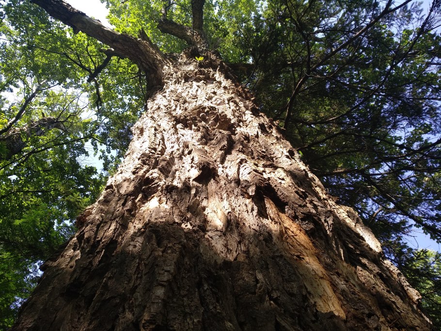 Дуб великан Саратов Кумысная Поляна
