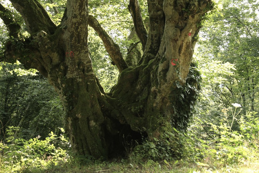 Граб кавказский древесина
