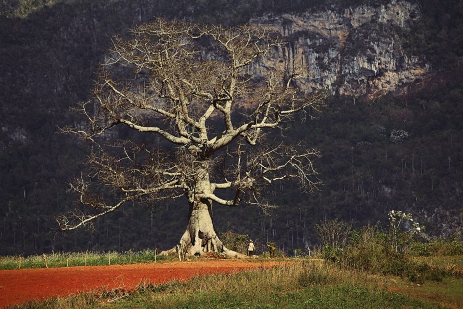 Реликтовый кедр