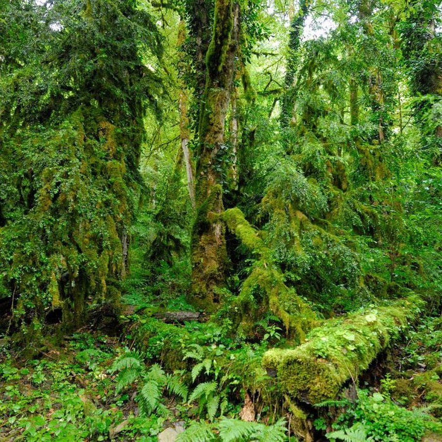 Парк секвойи в Калифорнии