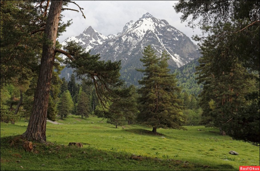 Кряжистые кедры