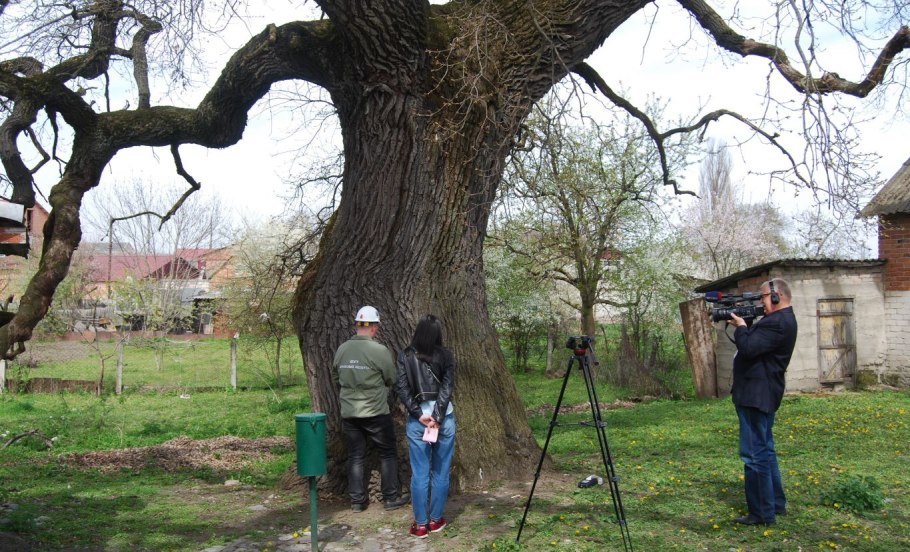 Деревья Кавказского заповедника