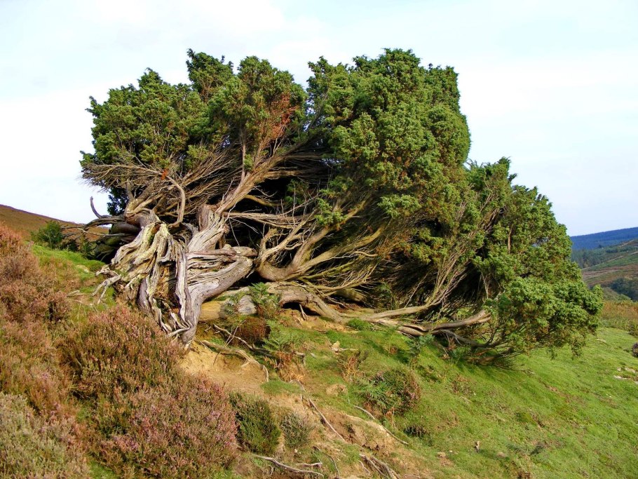 Секвойя дерево гигант