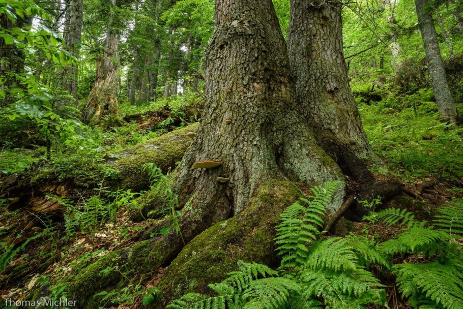 Сосна Станкевича (Судакская)