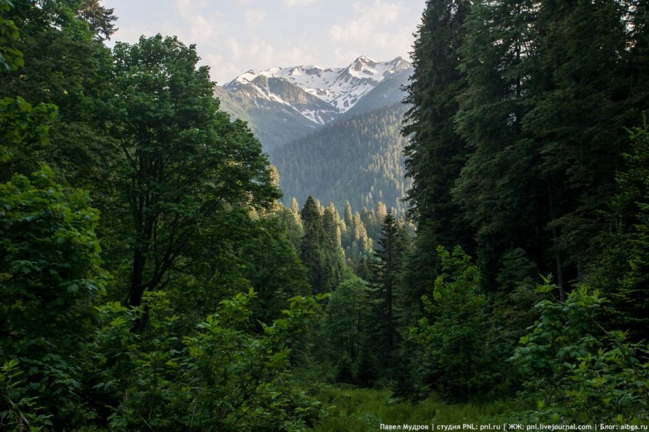 Лес секвойи в Калифорнии