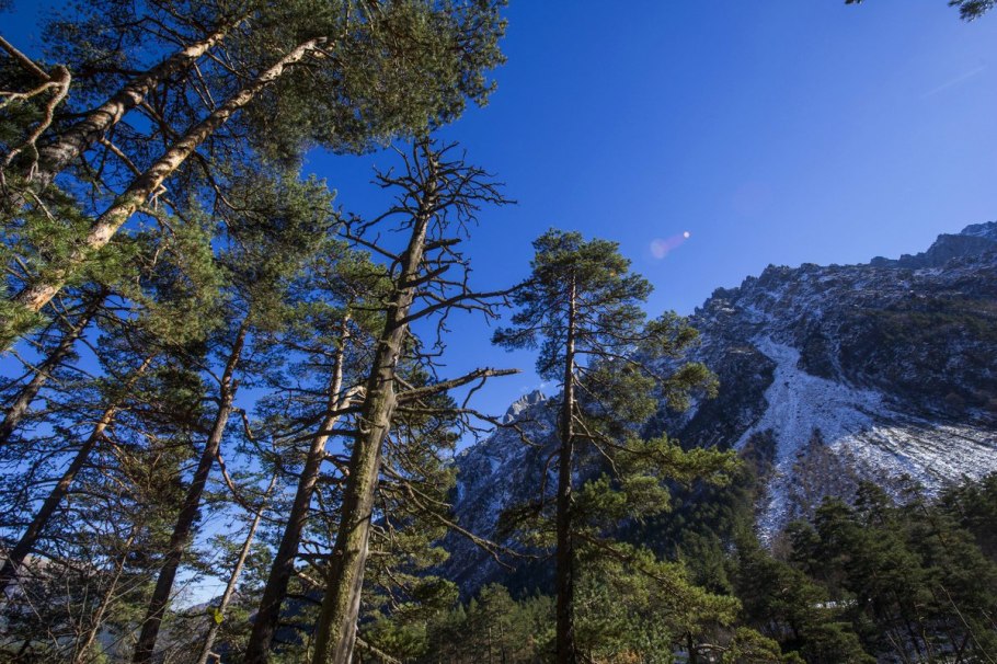 Лес горы сосны Бразилия