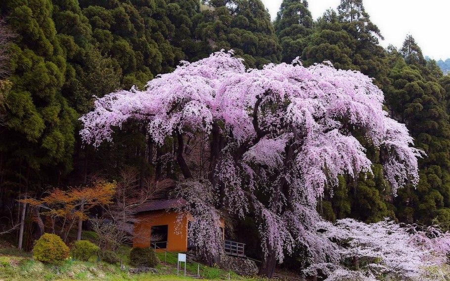 Вековые деревья Кавказа