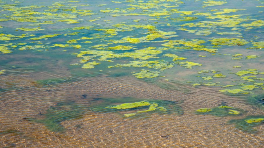 Цветение воды цианобактерии