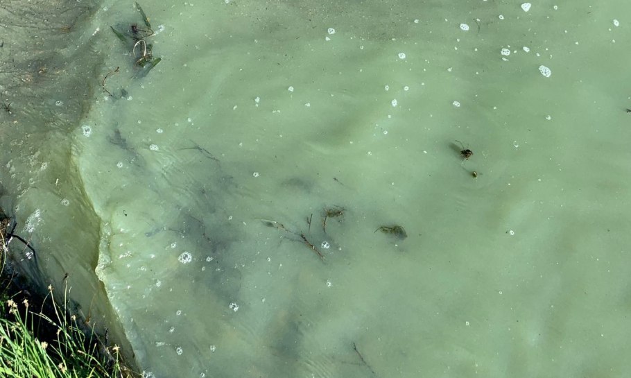 Балтийское море сине зеленые водоросли