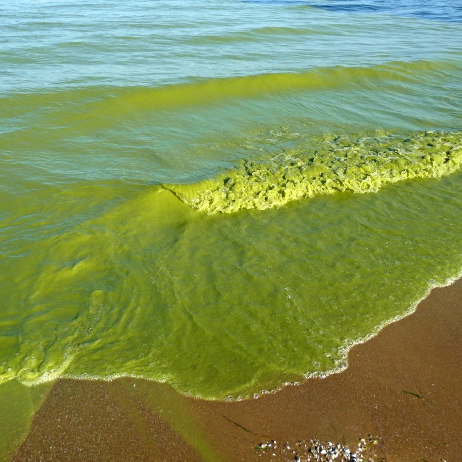 Цветение синезеленых водорослей