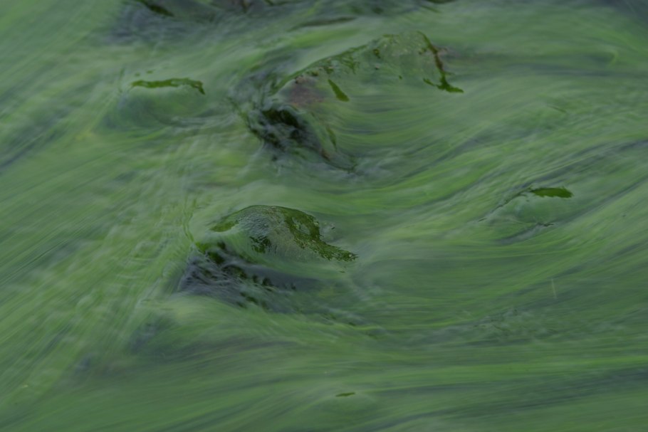 Цветение воды цианобактерии