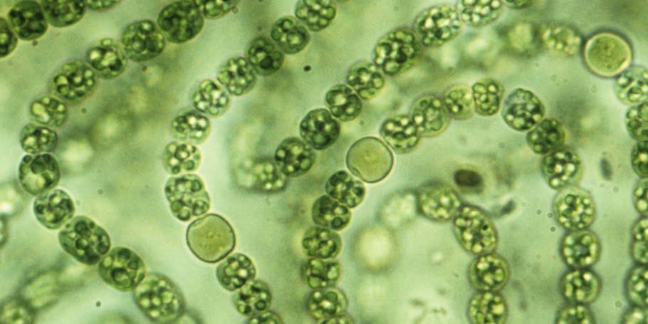 Пресноводные водоросли названия