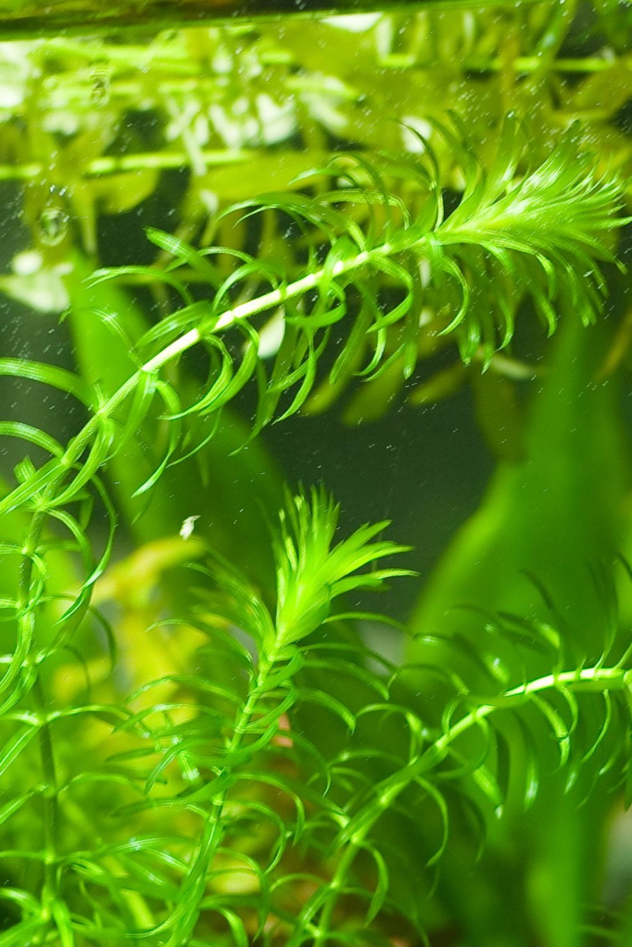 Разнонитчатые водоросли