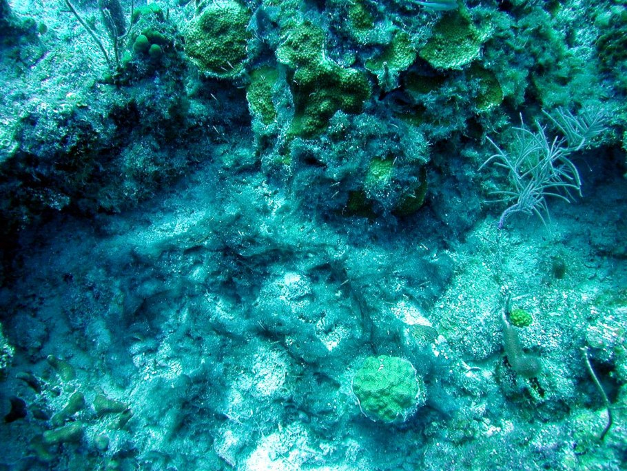 Цианобактерии в море