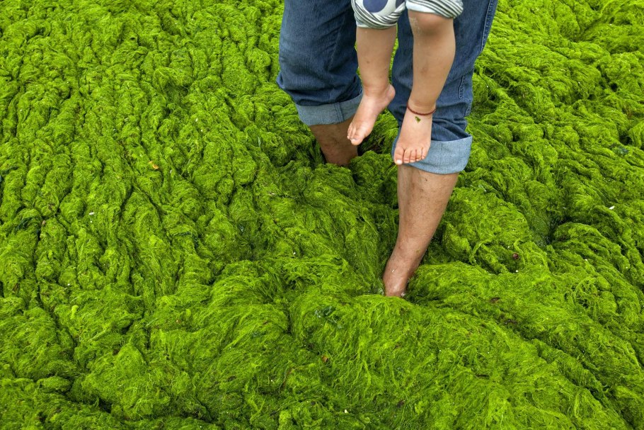 Ядовитые водоросли