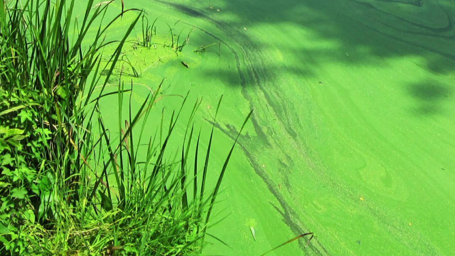 Сине-зеленые водоросли цианобактерии