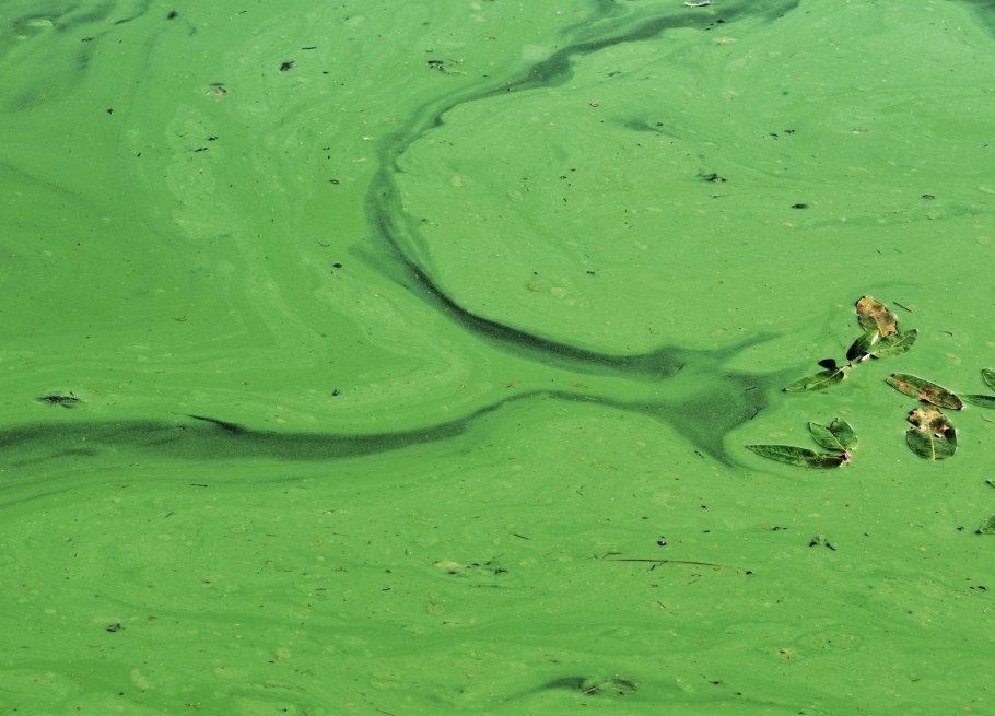 Цветение воды цианобактерии