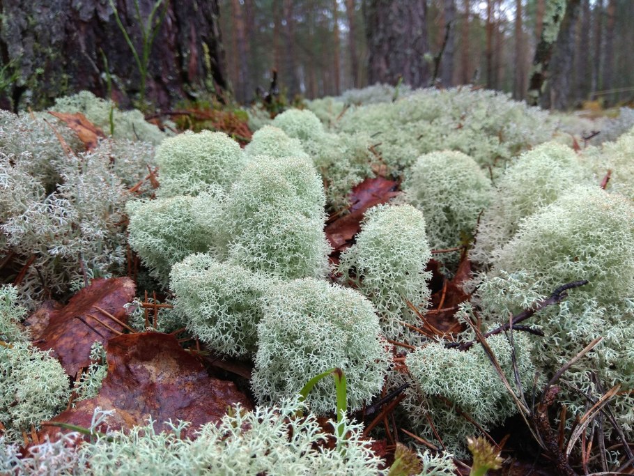 Лишайники ягель зимой