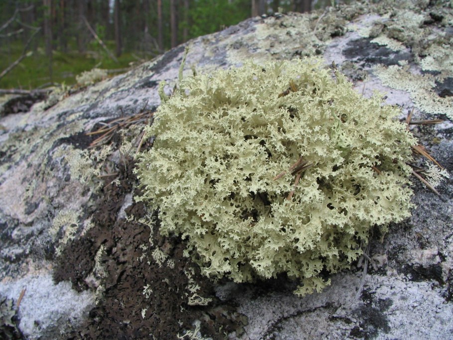 Мох Катаринея