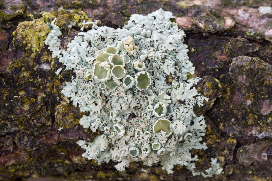 Ягель в тундре