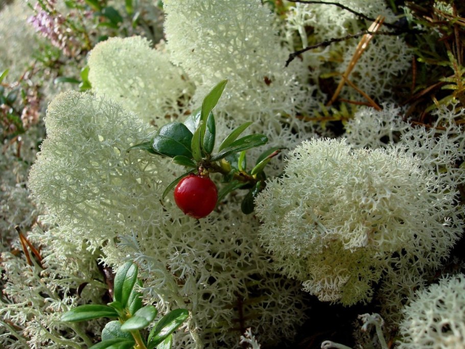 Лишайник ягель в тундре