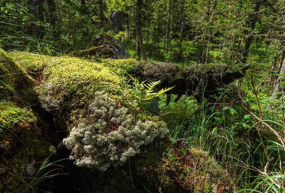 Сфагнум и ягель