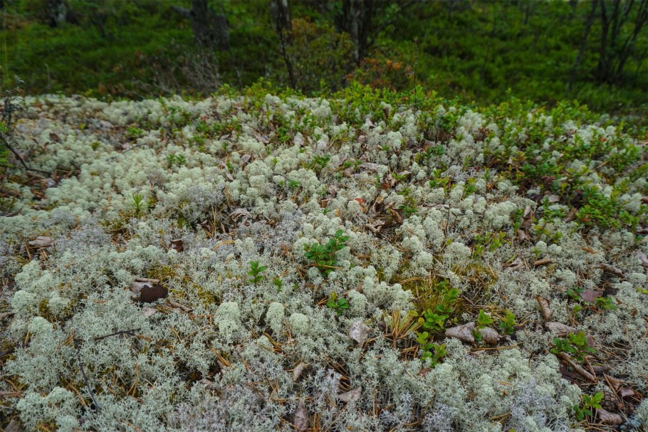 Ягель обыкновенный