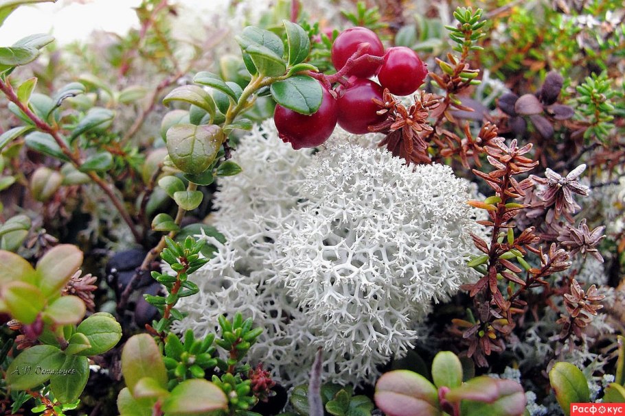 Мхи и лишайники тундры