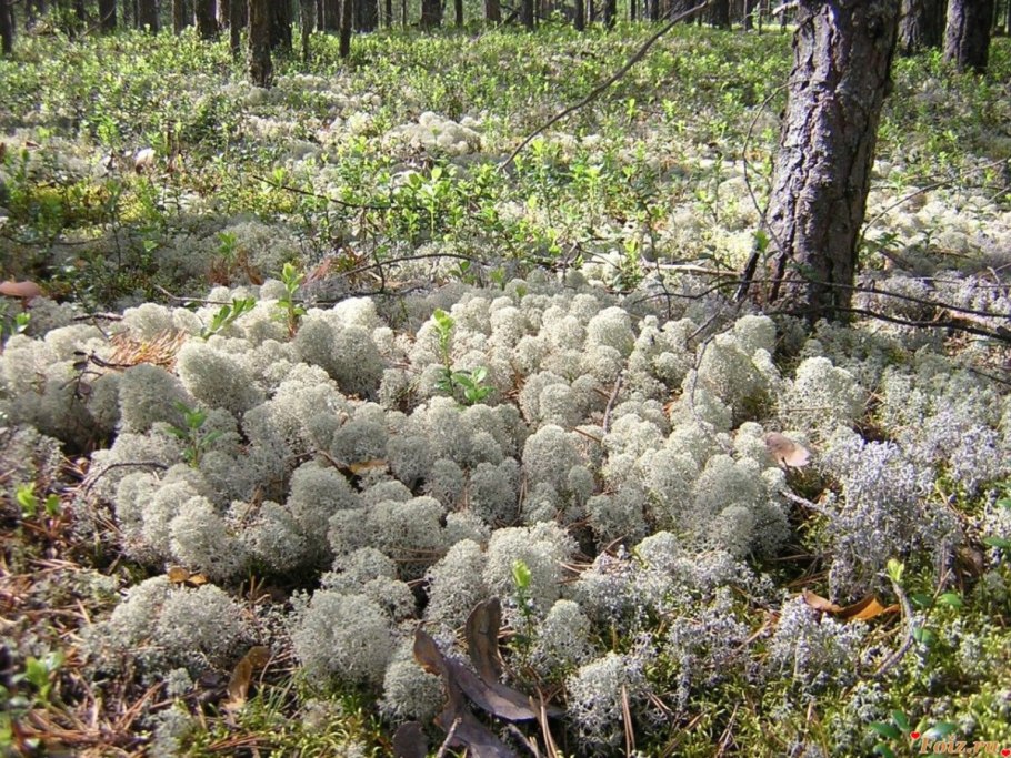 Олений лишайник (кладония).