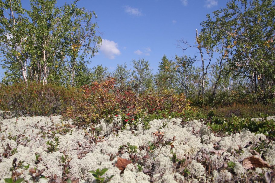 Кладония ягель