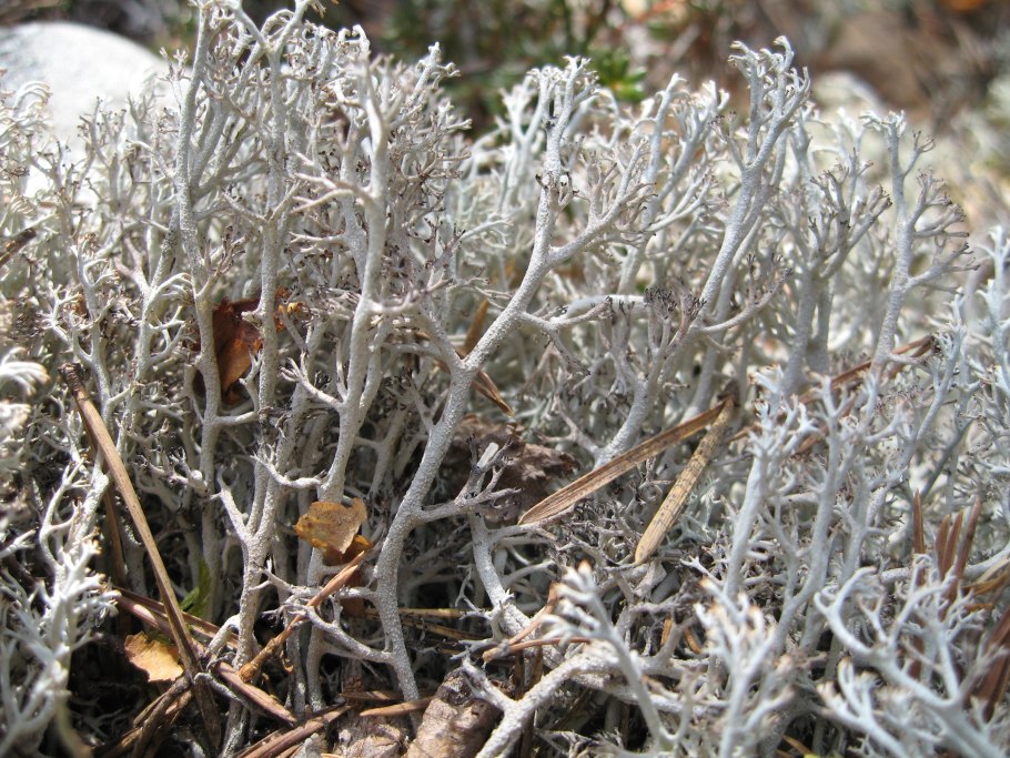 Сфагнум Гиргензона