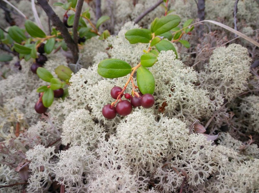 Ягель растёт в Челябинске