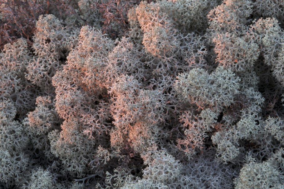 Северный мох ягель