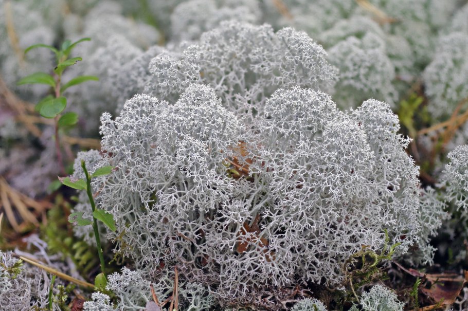 Ягель Олений мох