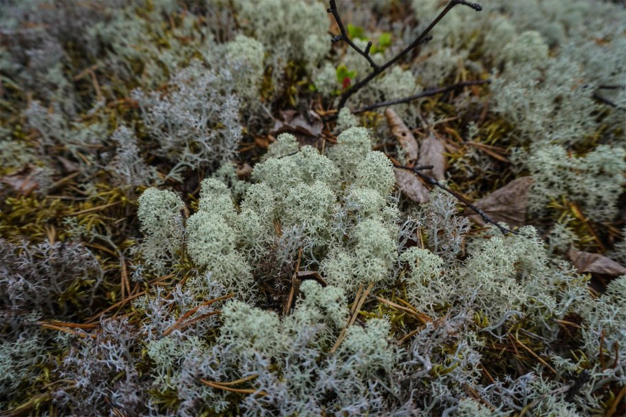 Олений мох (Cladonia rangiferina