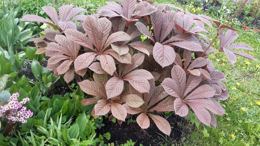 Роджерсия каштанолистная