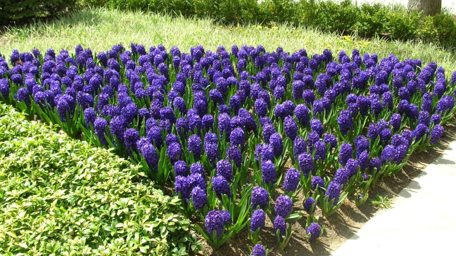 Гиацинты на клумбе