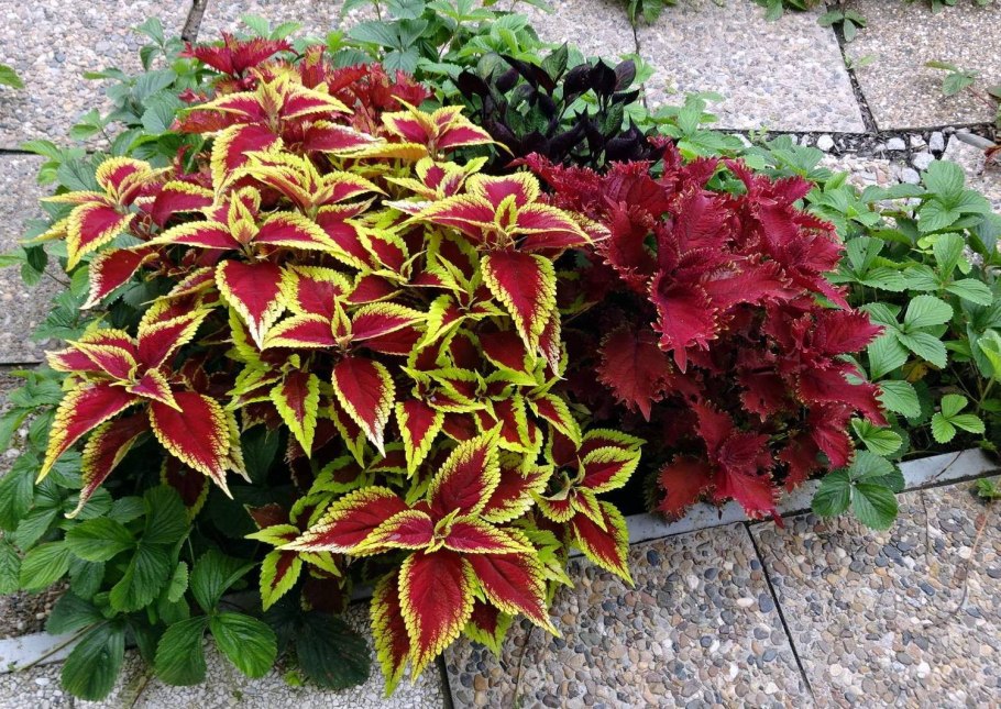 Колеус Coleus Juliet Quartermain