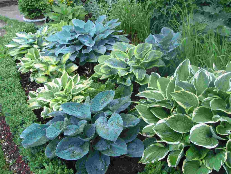 Хоста клумба цветы многолетники