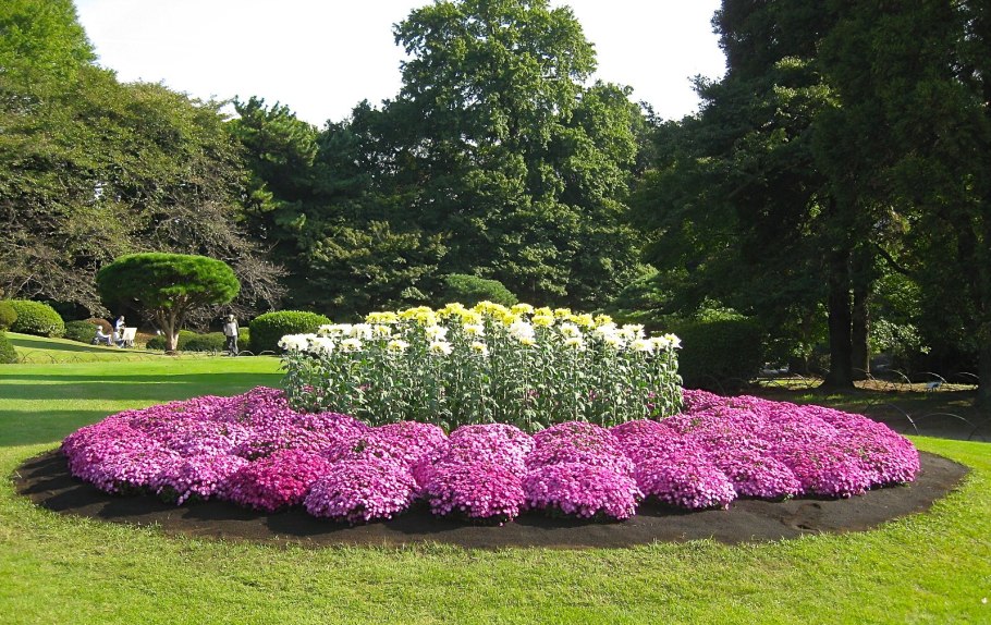 Многолетние долгоцветущие хризантемы