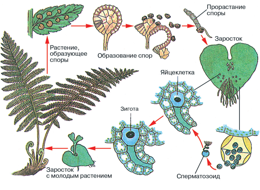 Структура царства растений