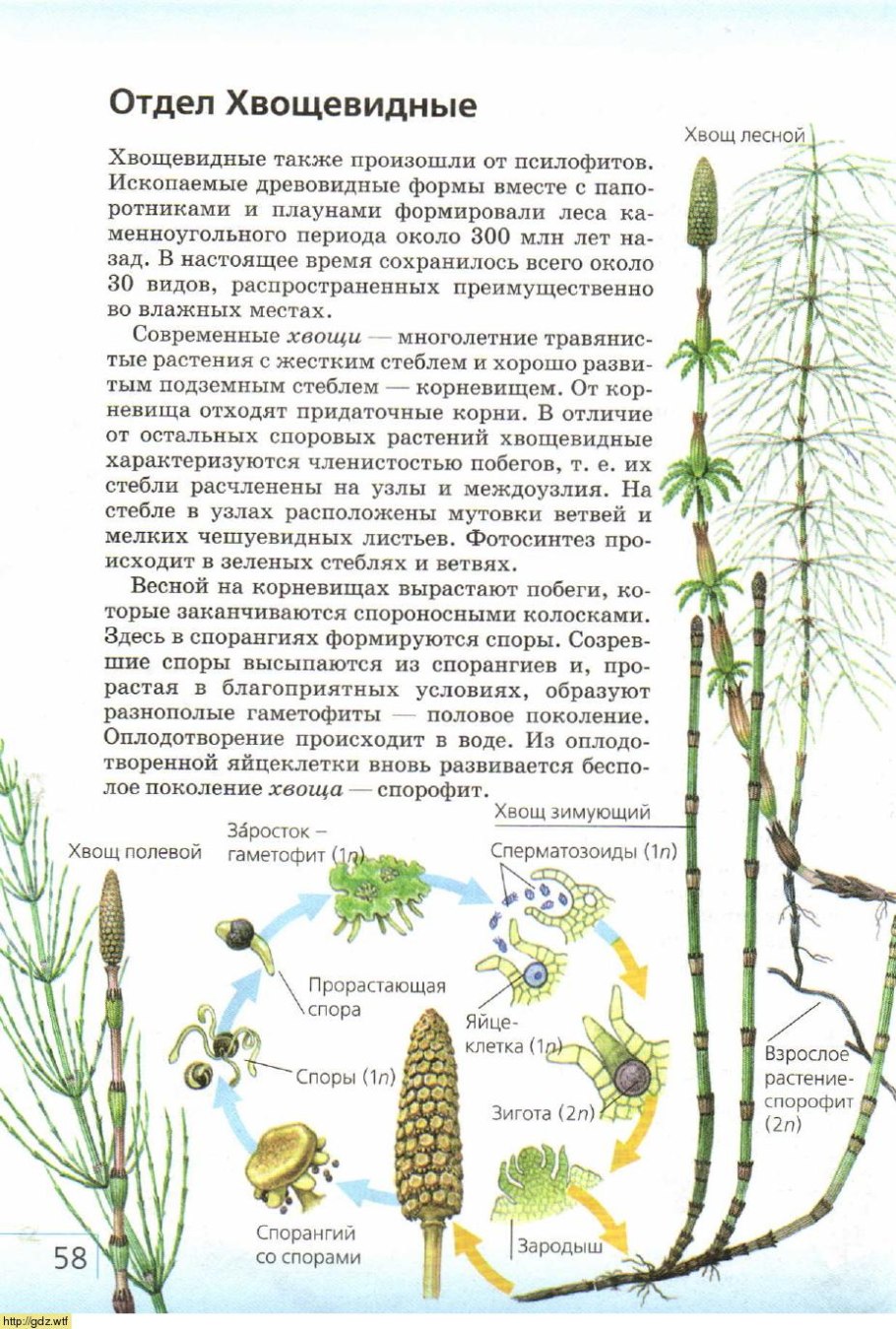 К споровым растениям не относятся